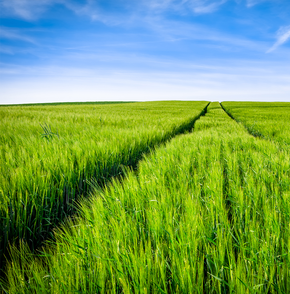 VANDI S1+ background